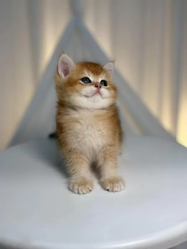 Ny11 Golden Shaded Yakışıklı British Shorthair