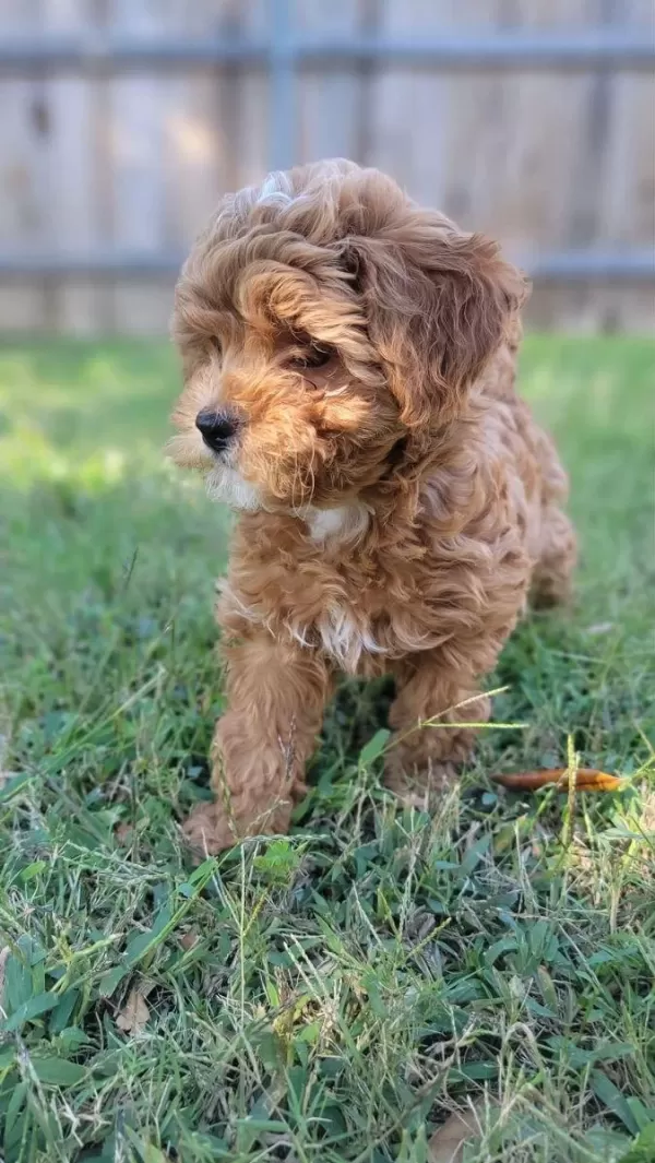 Maltipoo Yavrularımız Sağlık Garantili
