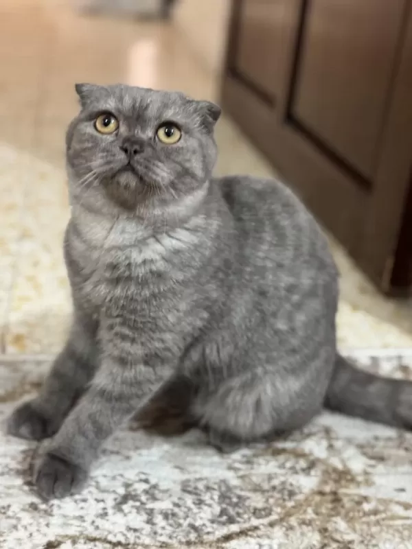 7 Aylık Scottish Fold Kedimiz Sahiplendirilecek