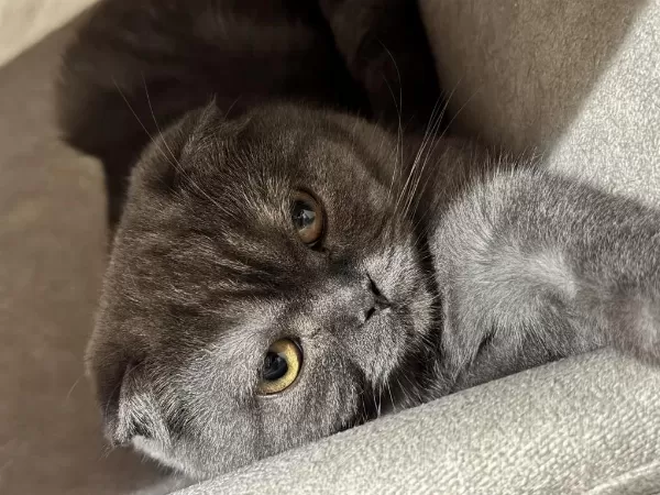 7 Aylık Scottish Fold Kedimiz Sahiplendirilecek