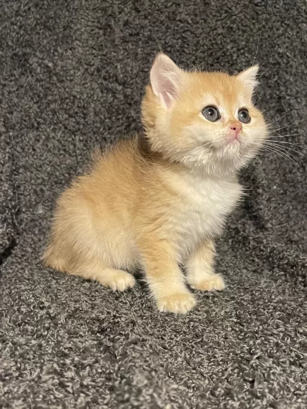 Anne Baba Şecereli Golden Ny12 Safkan British Shorthair