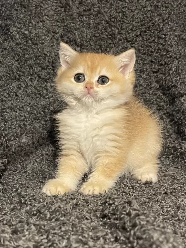 Anne Baba Şecereli Golden Ny12 Safkan British Shorthair