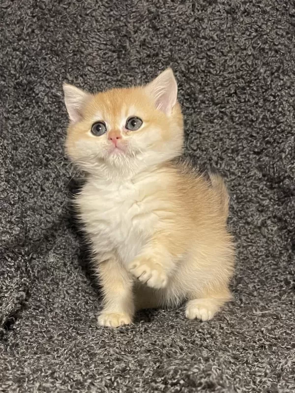 Anne Baba Şecereli Golden Ny12 Safkan British Shorthair