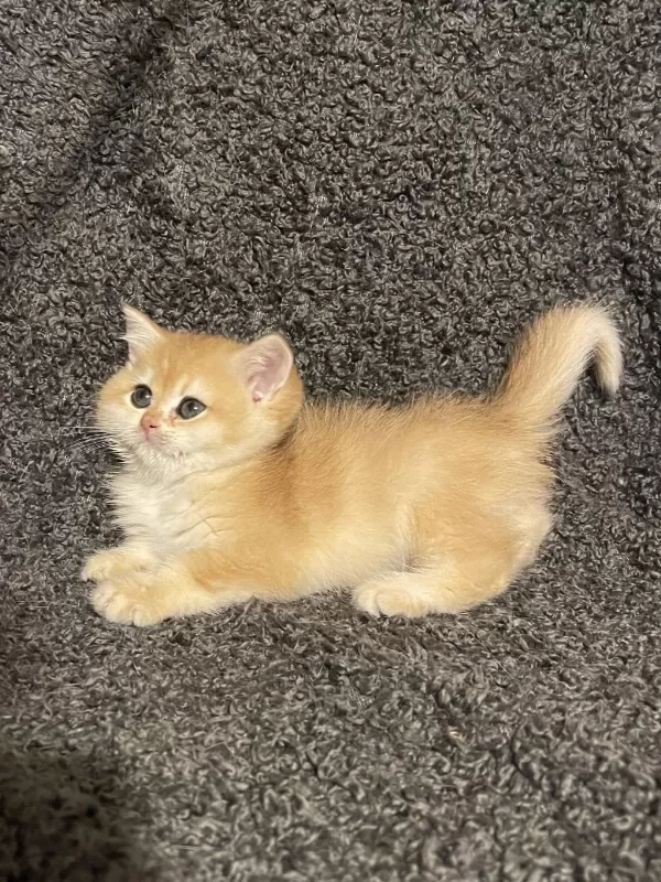 Anne Baba Şecereli Golden Ny12 Safkan British Shorthair