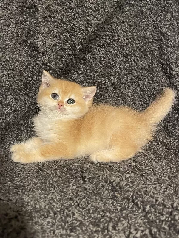 Anne Baba Şecereli Golden Ny12 Safkan British Shorthair