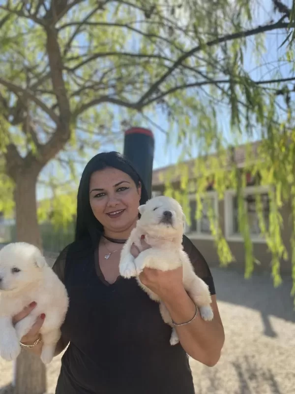 Sağlık Ve İrk Garantili Samoyed Yavrularım