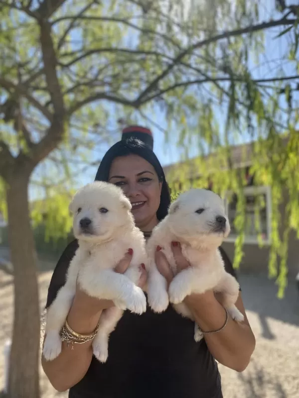 Sağlık Ve İrk Garantili Samoyed Yavrularım