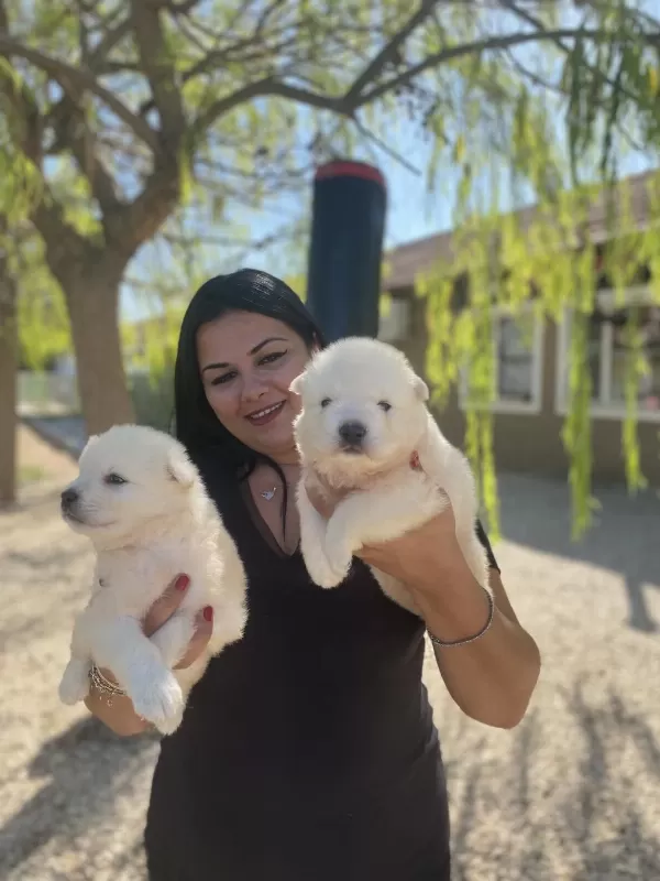 Sağlık Ve İrk Garantili Samoyed Yavrularım