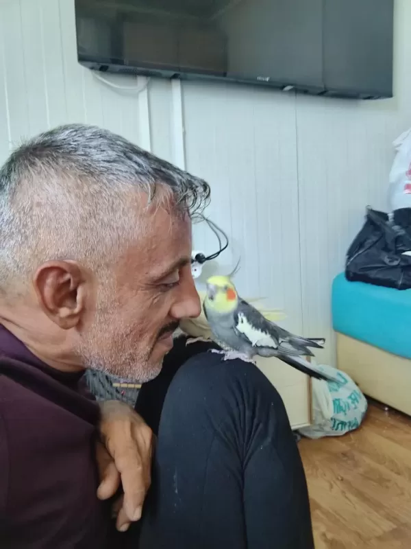 Erkek Dişi Sultan Papağanı