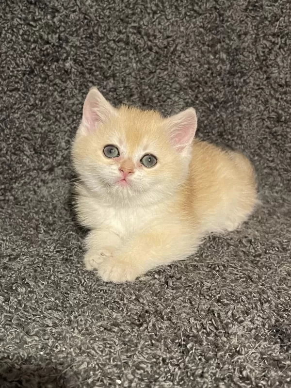 Anne Baba Şecereli Golden Ny12 Safkan British Shorthair
