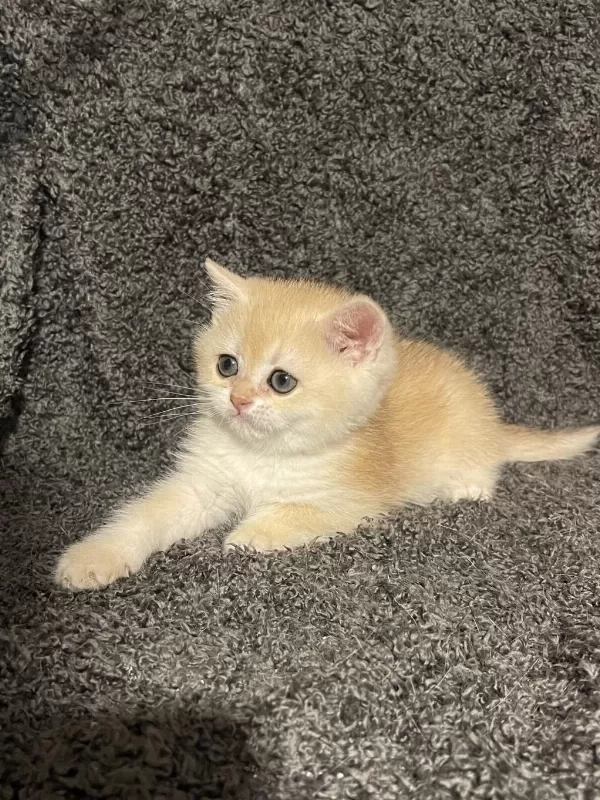 Anne Baba Şecereli Golden Ny12 Safkan British Shorthair