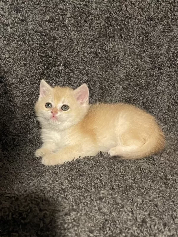 Anne Baba Şecereli Golden Ny12 Safkan British Shorthair