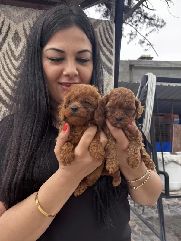Red Brown Toy Poodle Yavrularım