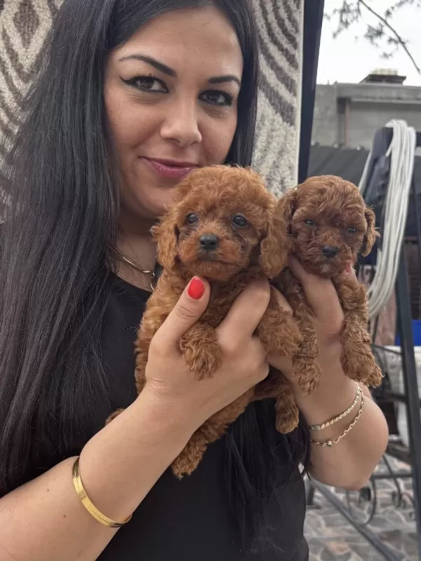 Red Brown Toy Poodle Yavrularım