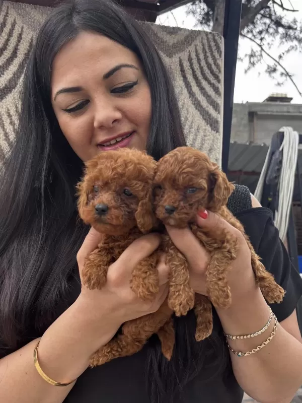 Red Brown Toy Poodle Yavrularım