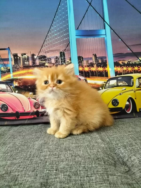 British Longhair Red Erkek