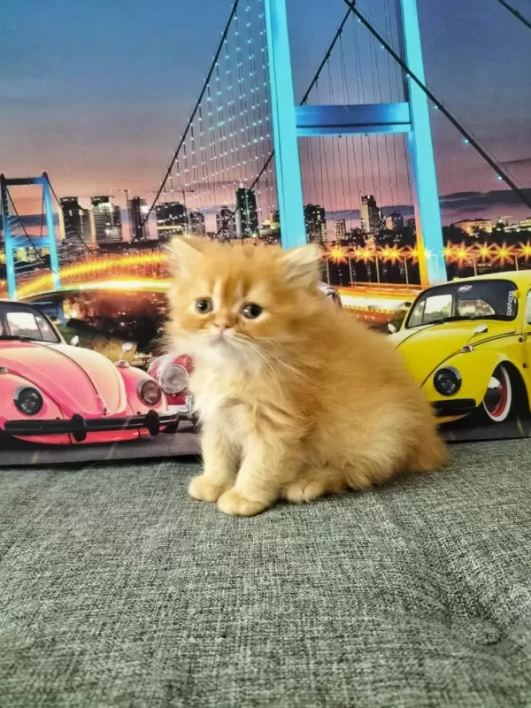 British Longhair Red Erkek
