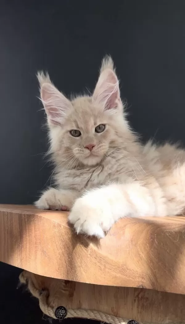 Üst Kaliteli Erkek Maine Coon
