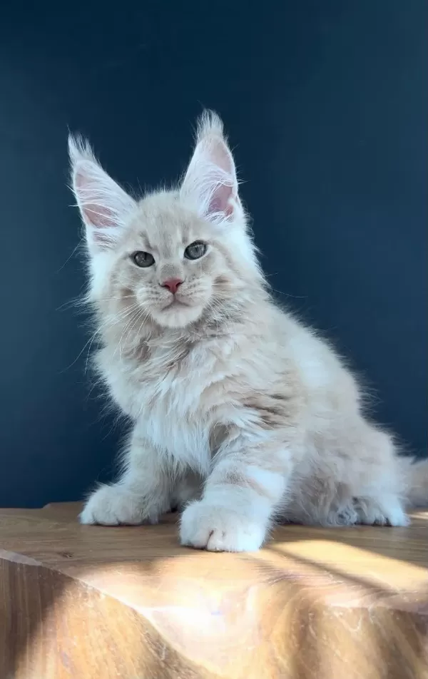 Üst Kaliteli Erkek Maine Coon