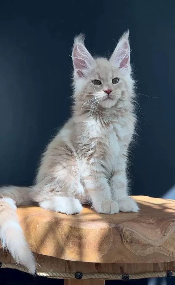 Üst Kaliteli Erkek Maine Coon