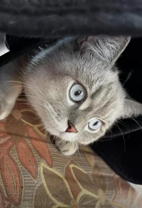 Scottish Fold Longhair