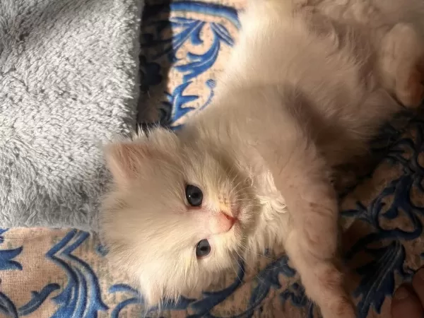 Scottish Fold Longhair
