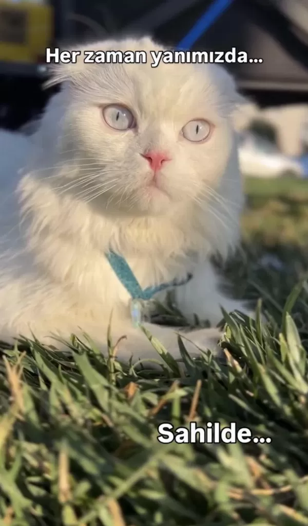 Scottish Fold Longhair