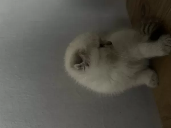 2 Aylık Kediler Tuvalet Eğitimleri Var