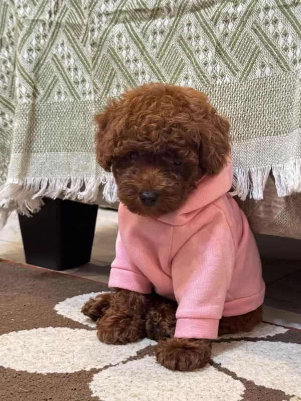 Sağlıklı Poodle Yavrularımız