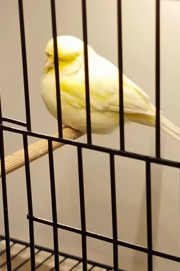 Toplu Gloster Damızlıklar