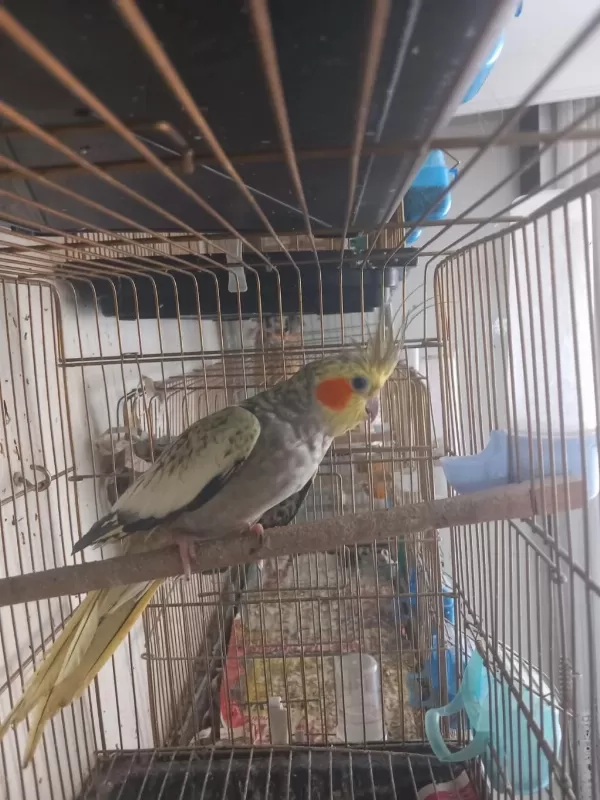 Sultan Papağanı 3 Aylık