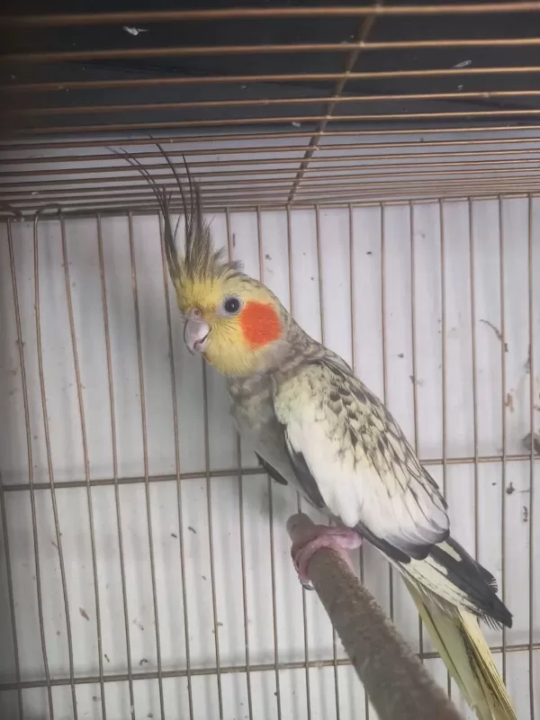 Sultan Papağanı 3 Aylık
