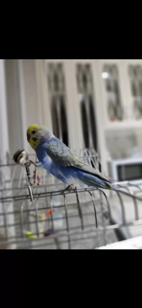 3 Yaşında Maviş Muhabbet Kuşu