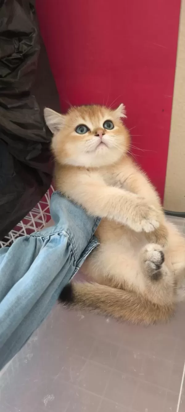 Golden British Shorthair Güzellikler Teslime Hazır