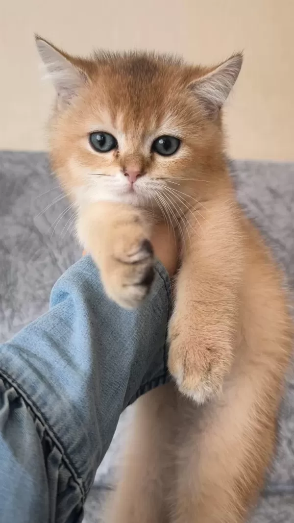 Golden British Shorthair Güzellikler Teslime Hazır