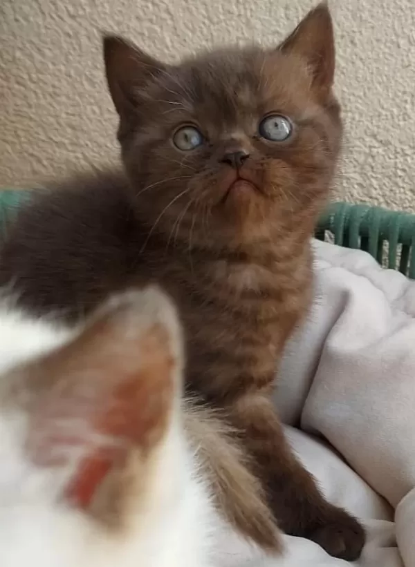 Chocolate Point British Shorthair