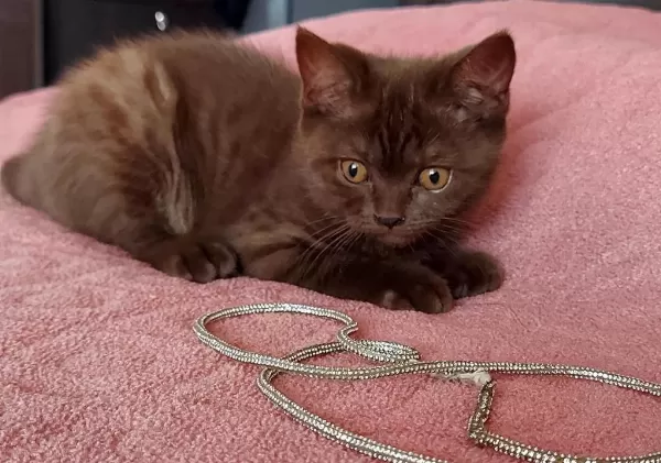 Chocolate Point British Shorthair