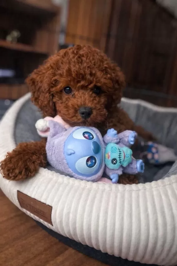 Kore Kan Poodle Yavrular