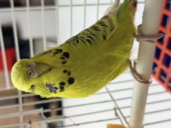 Jumbo Dişi Muhabbet Kuşu
