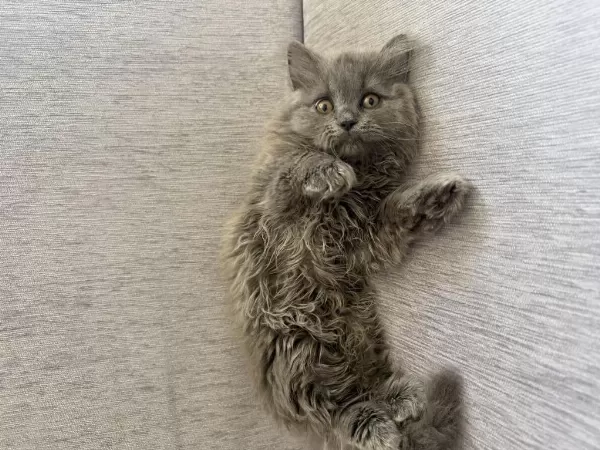 2 Aylık British Longhair