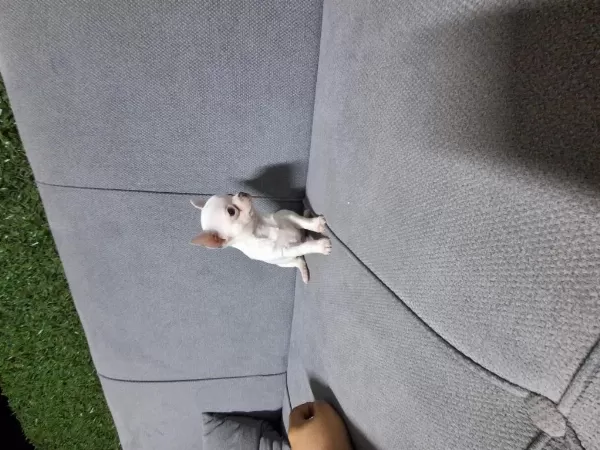 İrk Garantili Chihuahua Bebeklerim