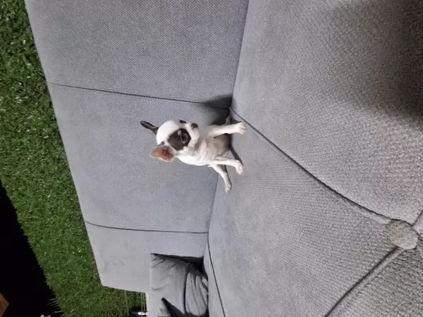 İrk Garantili Chihuahua Bebeklerim
