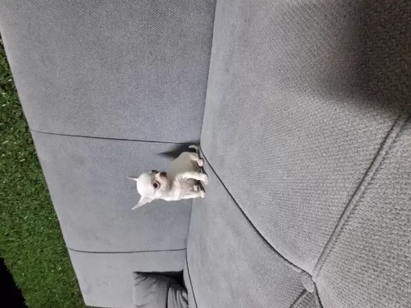 İrk Garantili Chihuahua Bebeklerim