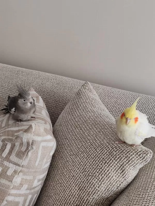 Çift Sultan Papağanı