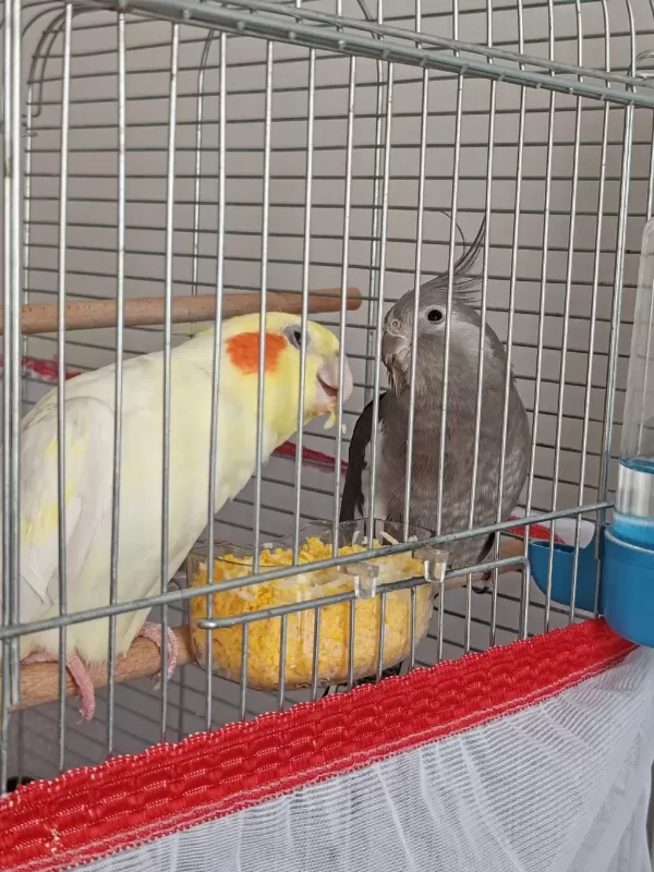 Çift Sultan Papağanı