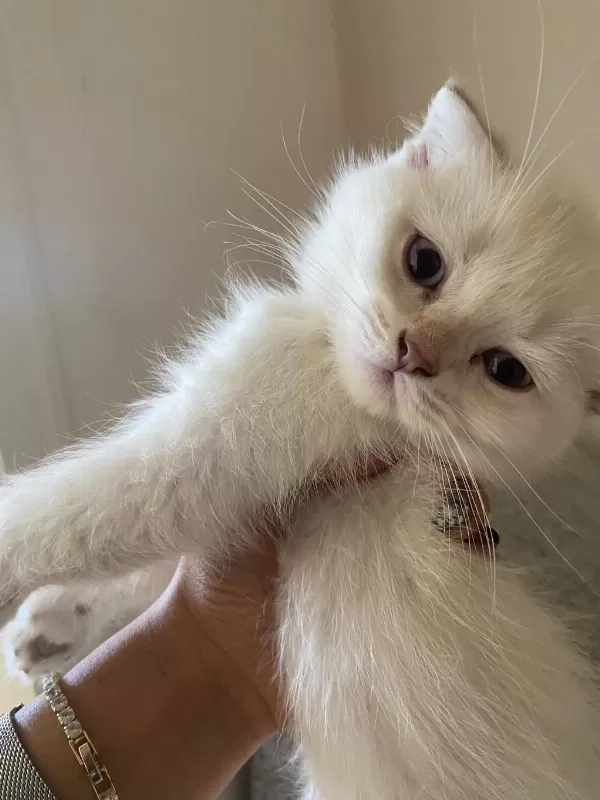 2 Aylık Scottish Fold Bebekler