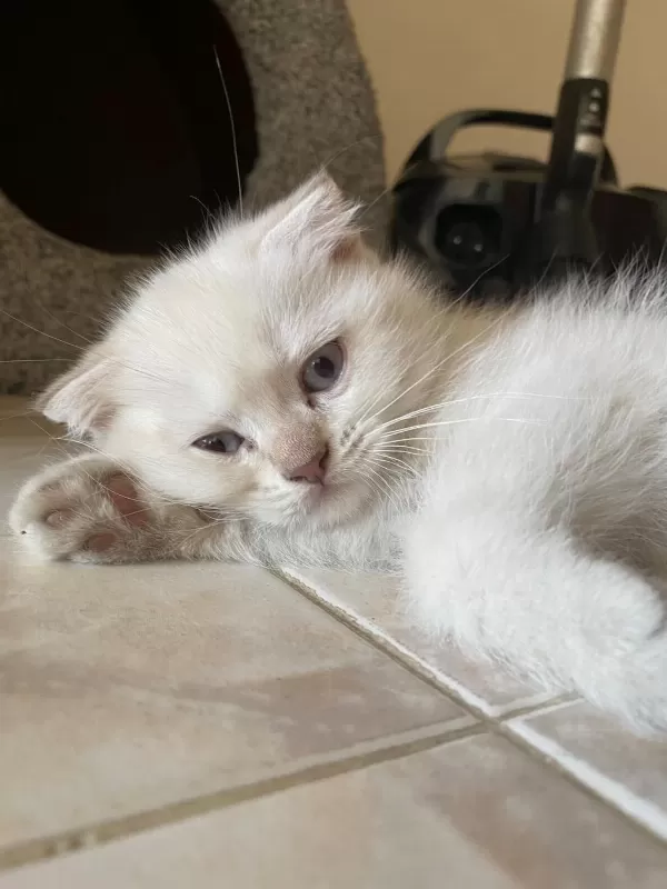 2 Aylık Scottish Fold Bebekler