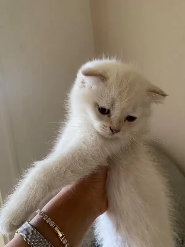 2 Aylık Scottish Fold Bebekler