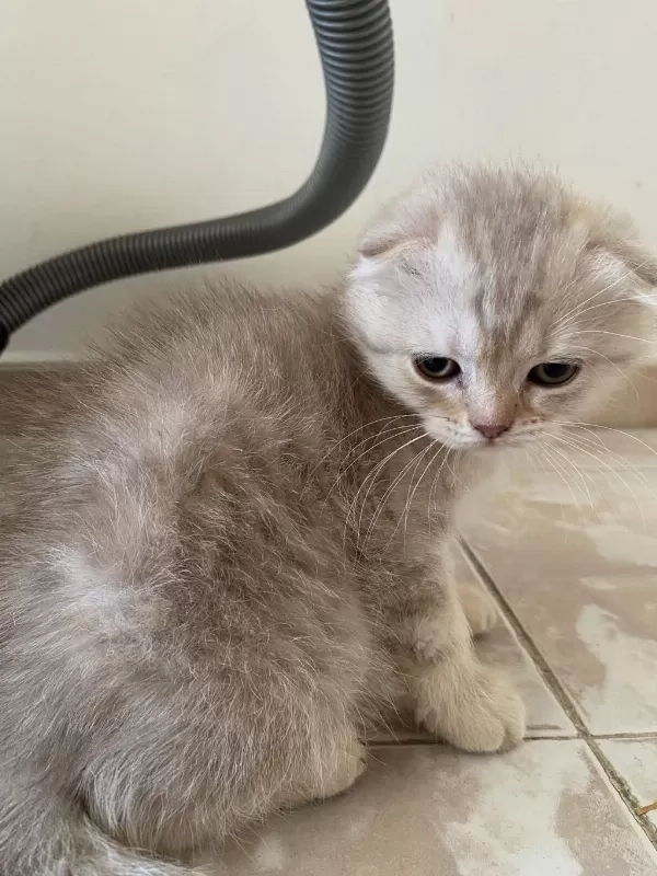2 Aylık Scottish Fold Bebekler