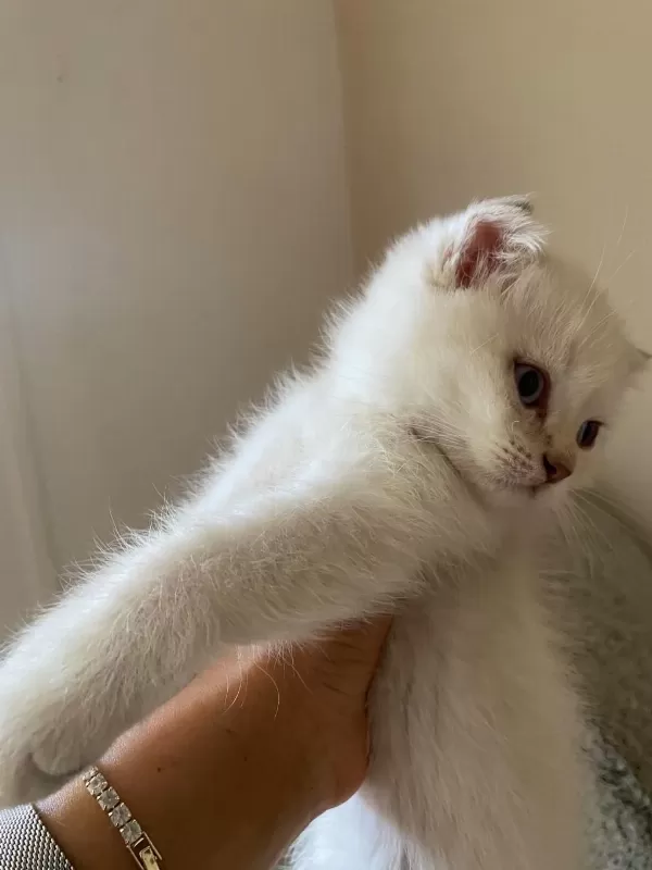 2 Aylık Scottish Fold Bebekler